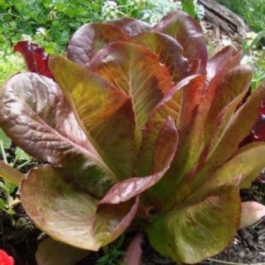 Bindsla winter rood zaden biologisch - Feggies