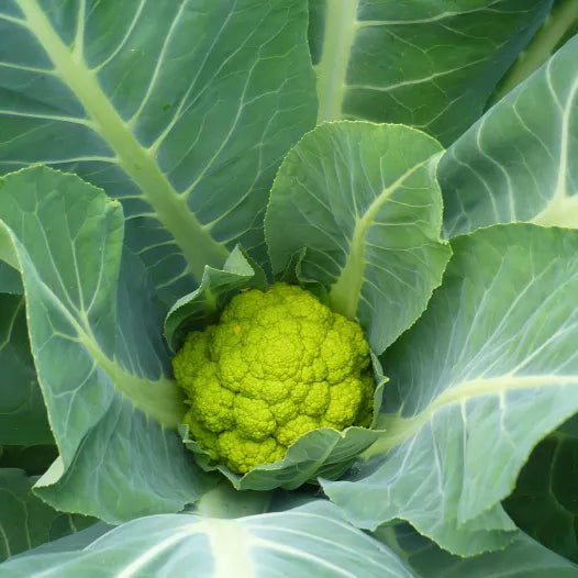 Bio-Blumenkohl Verde di Macerata