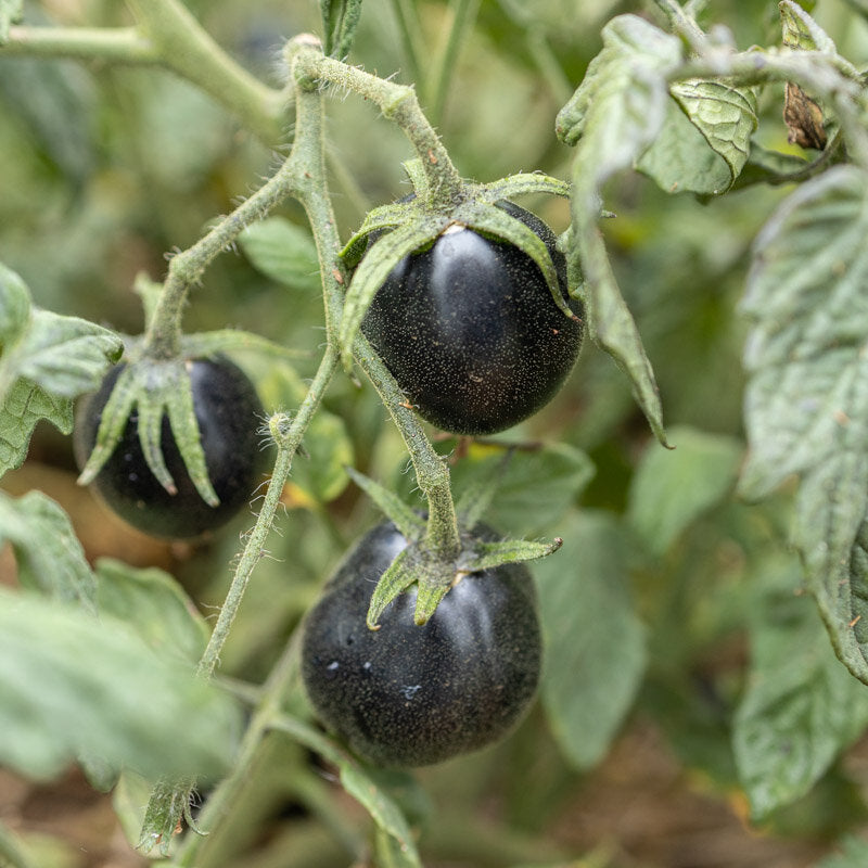 Tomaat ‘Blue Dawg Indigo’ (Solanum lycopersicum) – biologische zaden - Feggies