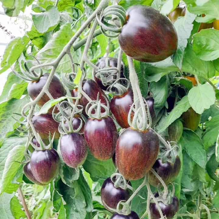 Brad's Atomic Grape – Bio-Tomatensamen
