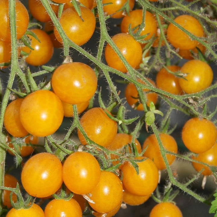 Kirschtomate ‚Yellow Clementine‘ (Solanum lycopersicum) – biologische Samen