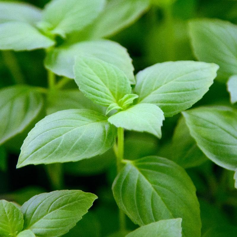 Citroenbasilicum ‘Sweet Lemon’ (Ocimum basilicum) – biologische zaden - Feggies