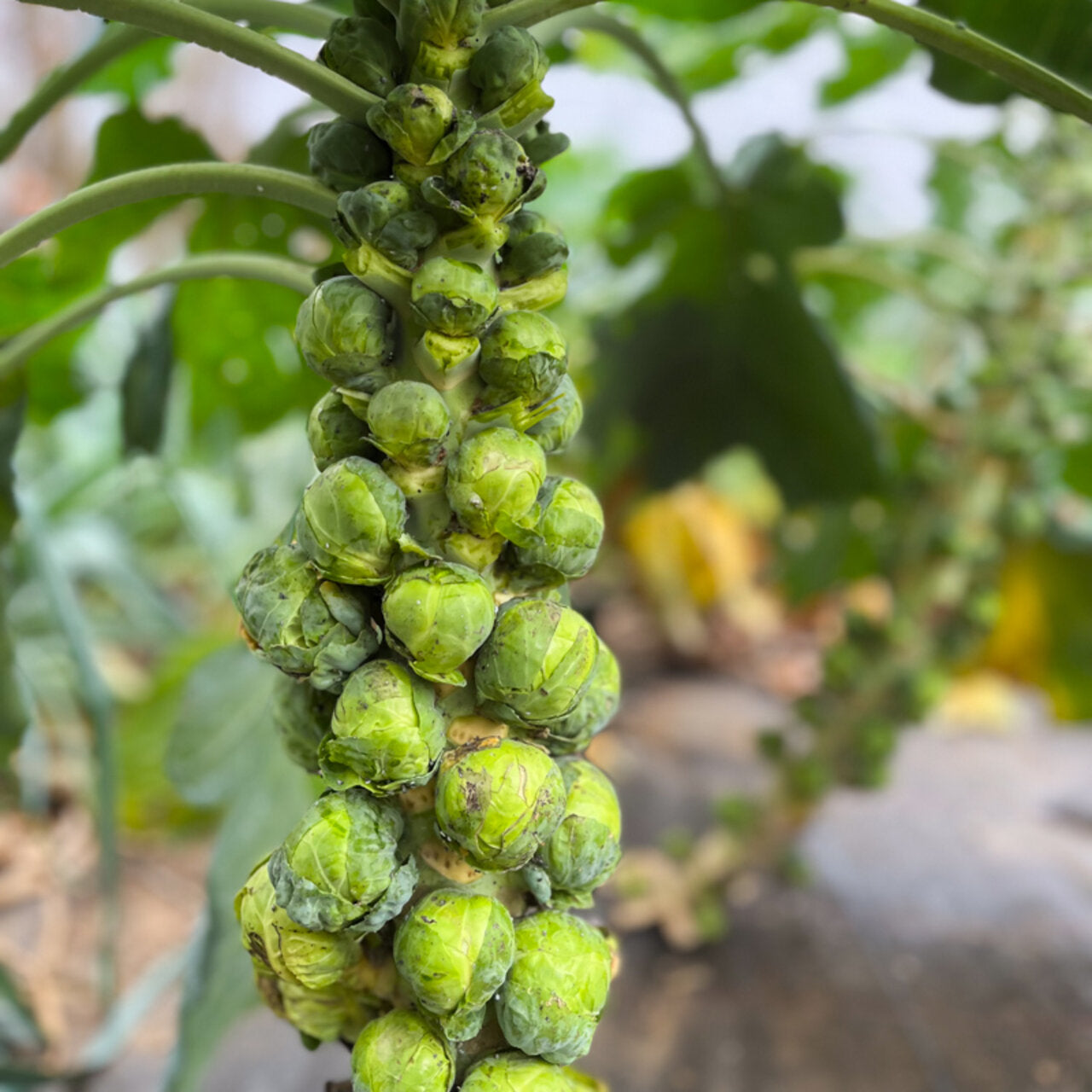 Rosenkohl 'Darkmar' (Brassica oleracea) – Bio-Saatgut