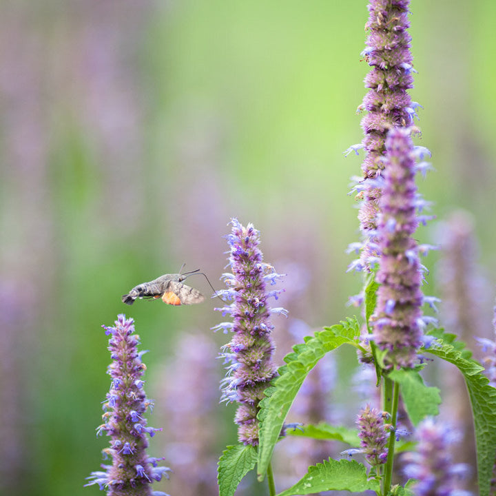Purple Giant Hyssop (Agastache oder Menthe coréenne) – Bio-Samen
