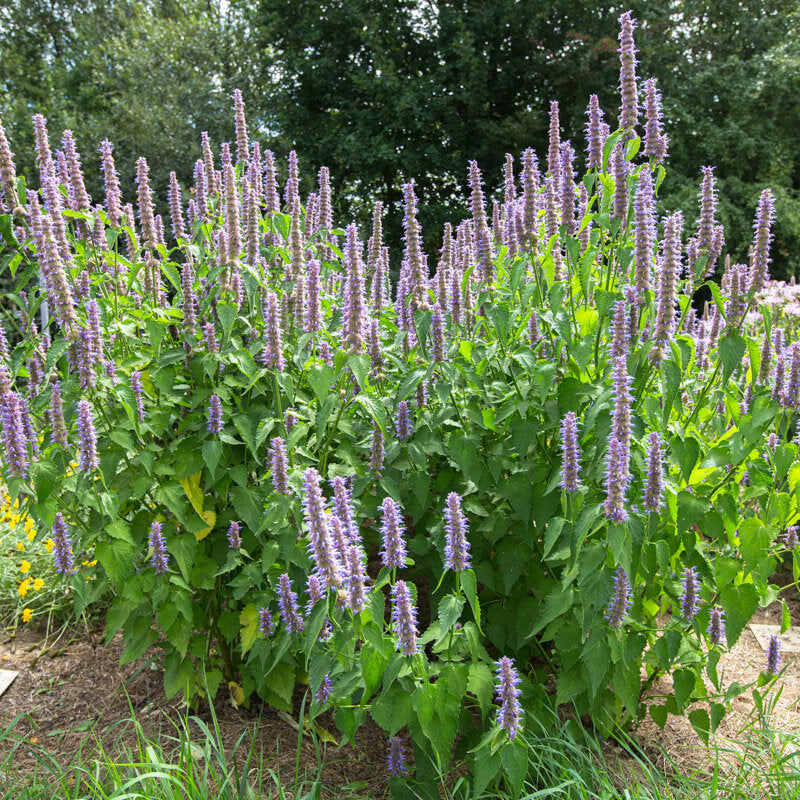 Purple Giant Hyssop (Agastache of Menthe coréenne) - biologische zaden - Feggies