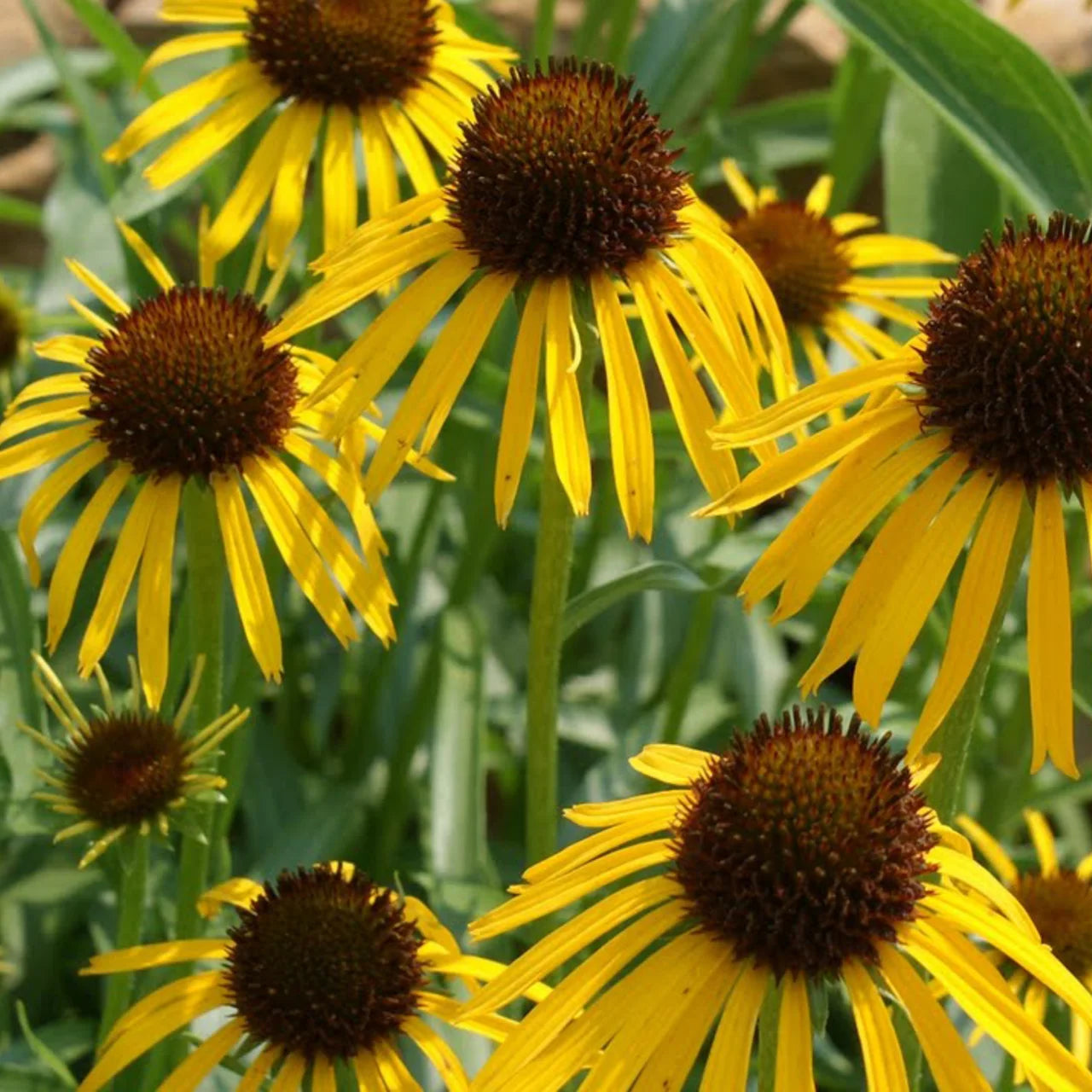 Echinacea paradoxa (Echinacée jaune) – Bio-Samen