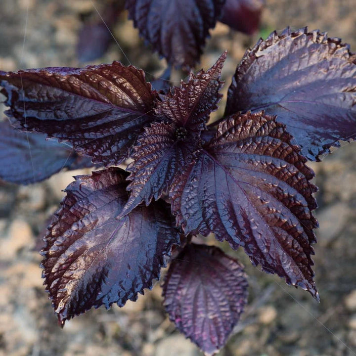 Perilla Rot aus Japan (Aka Shiso)