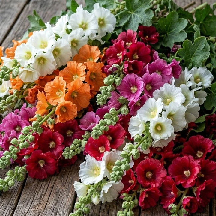Stockrose Hyper Mix