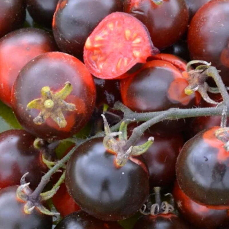 Fahrenheit Blues Indigo – biologische cherrytomatenzaden - Feggies