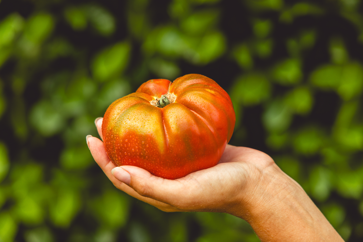 Hand mit einer großen, reifen Tomate aus dem eigenen Garten