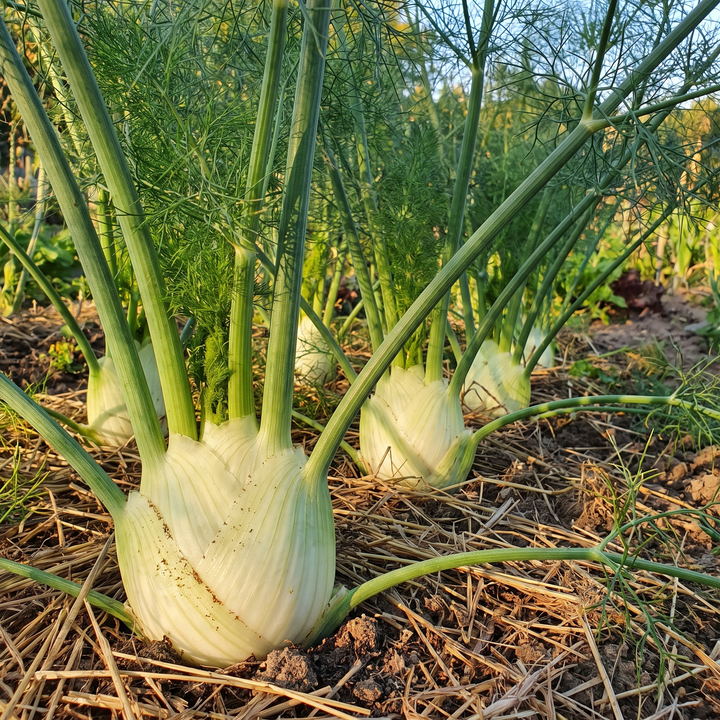 Fenchel 'doux de florence' – Bio-Gemüsesamen (Anisgeschmack)
