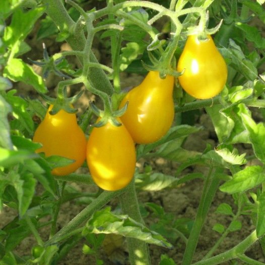 Kirschtomaten-Gelbbirnenkerne aus biologischem Anbau