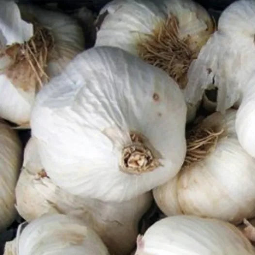 Rosa Frühlingsknoblauch Flavor Bio