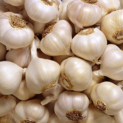 Knoflook roos lente Clédor biologisch - Feggies