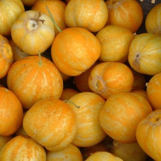 Gurke Lemon Bio-Samen