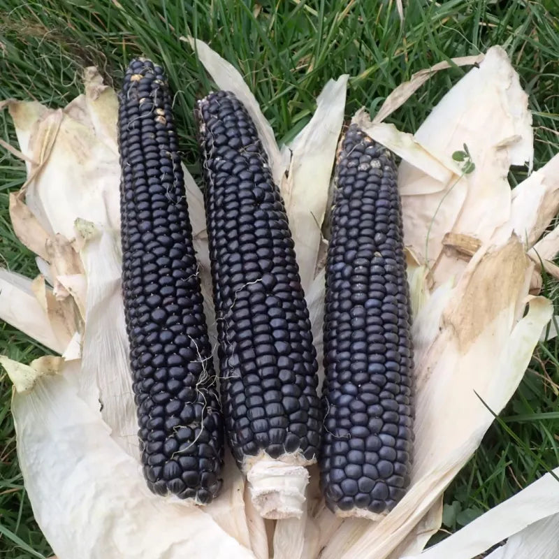 Körnermais 'Schwarz aus dem Tessin' (Zea mays) – Bio-Saatgut