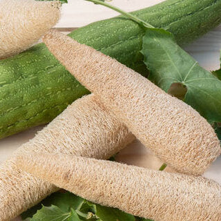 Luffa – Pflanzenschwamm
