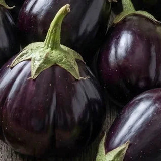 Aswad-Aubergine