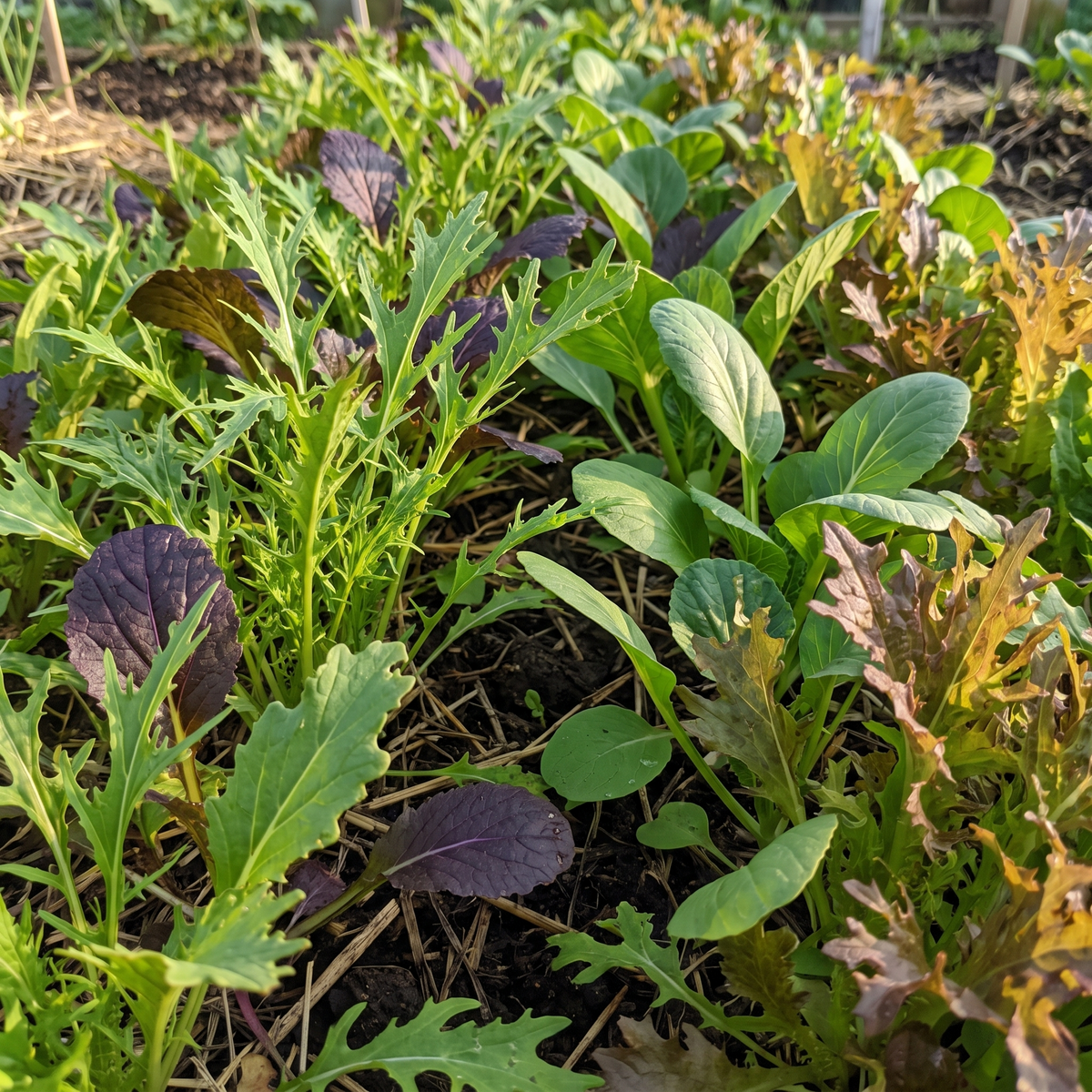 Asiatische Mesclun-Mischung – Bio-Salatsamen (Pflücksalat)