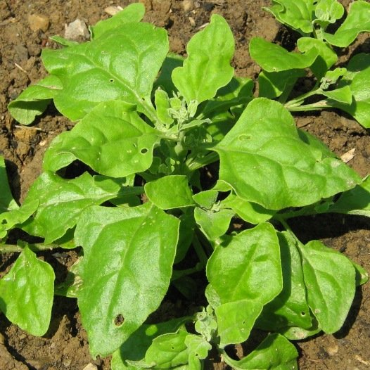 Neuseeländische Spinatsamen Bio 