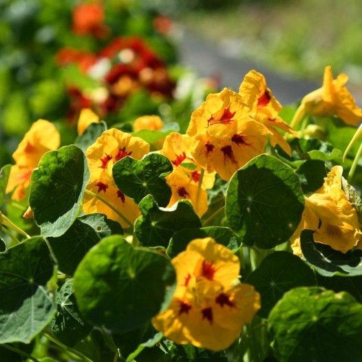Kapuzinerkresse gemischte Bio-Samen