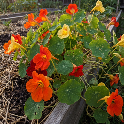Oost-Indische kers gekleurde mix – biologische bloemzaden (eetbaar)