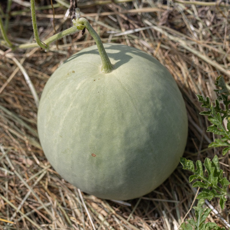 Wassermelone Desert King Samen - Feggies