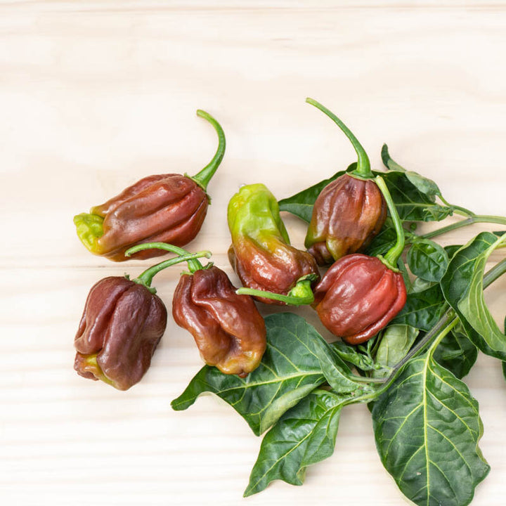 Extrem scharfe Habanero Chocolate Brown Chili Bio