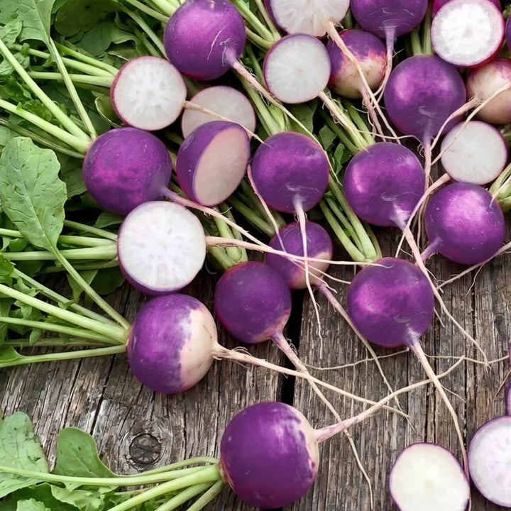 Radieschen Purple Plum