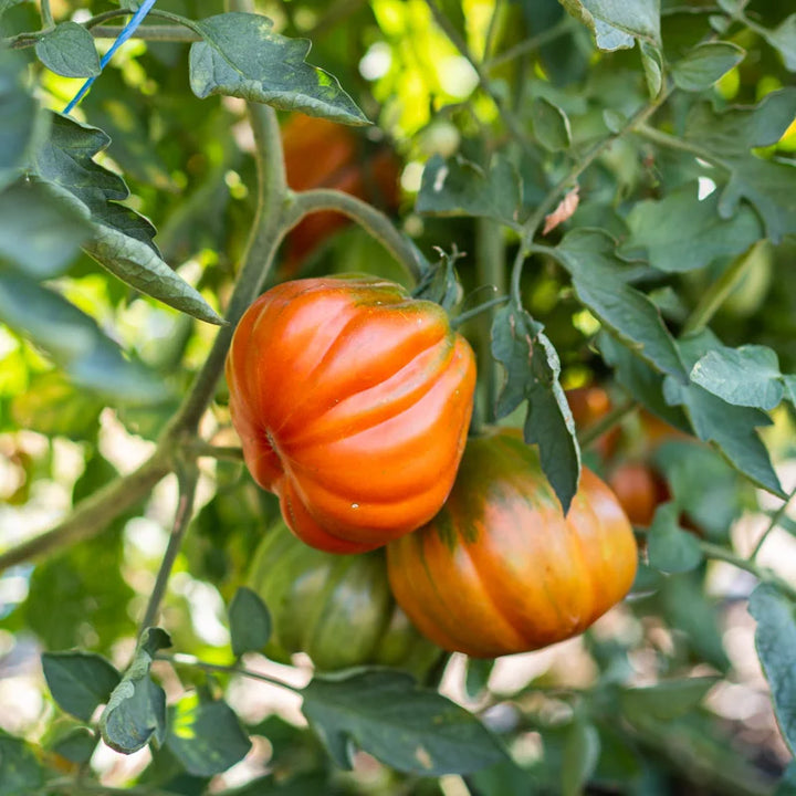 Tomate Costoluto Fiorentino