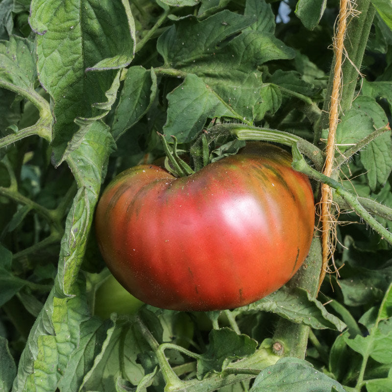 Tomate Cuban Black Samen - Feggies