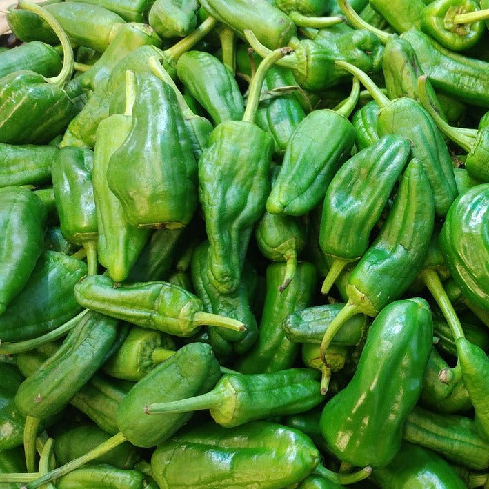 Chili Padron Bio