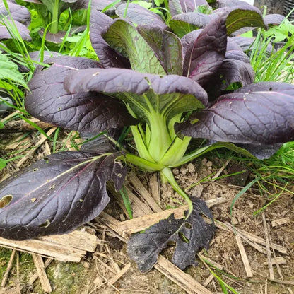 Paksoi Red Inferno Samen Bio