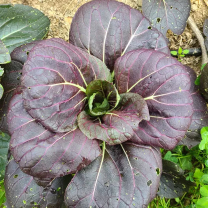 Paksoi Red Inferno Samen Bio