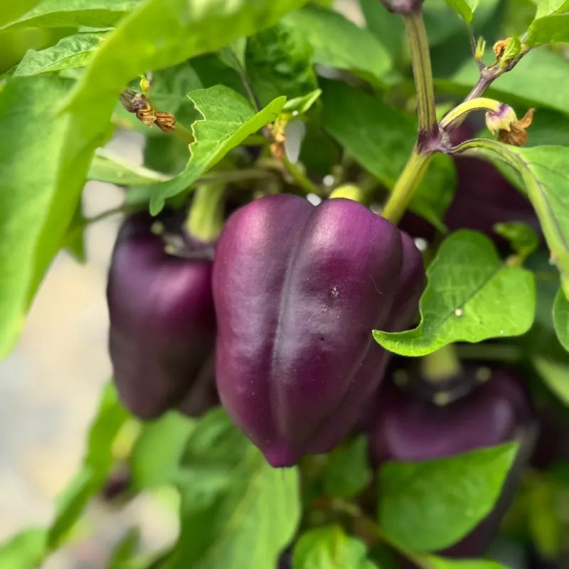 Paprika Violett Oda Samen Bio - Feggies
