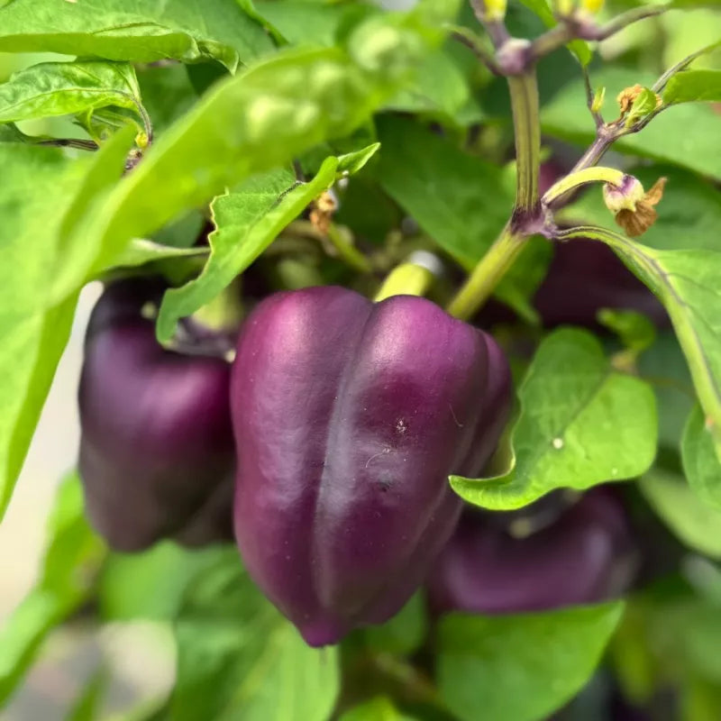 Paprika Violett Oda Samen Bio - Feggies