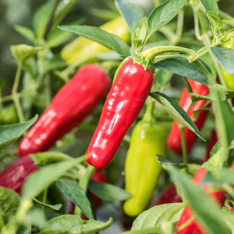 Milde rode/vroege chilipeper pepperoncini Biologisch - Feggies