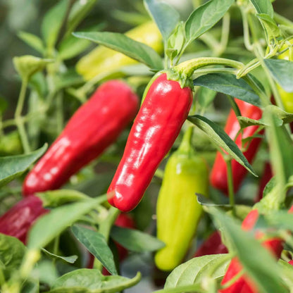 Milde rote/frühe Chili-Peperoncini aus biologischem Anbau