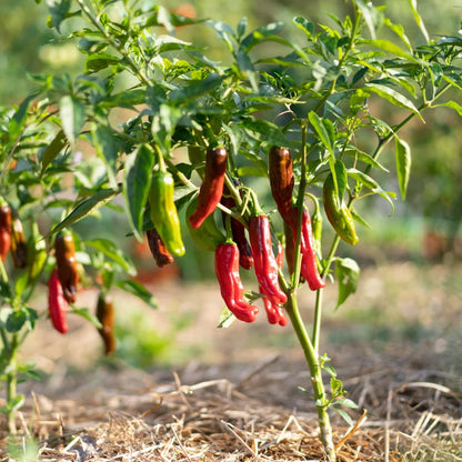 Milde rote/frühe Chili-Peperoncini aus biologischem Anbau