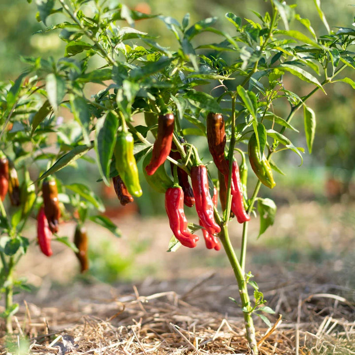 Milde rote/frühe Chili Pepperoncini Bio