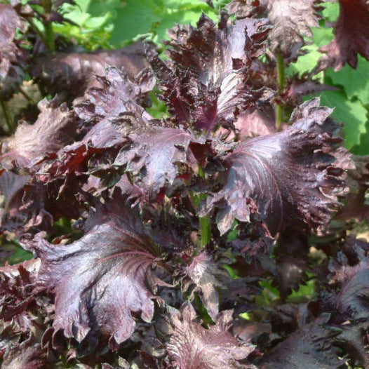Lila Perilla- oder Shiso-Samen aus biologischem Anbau