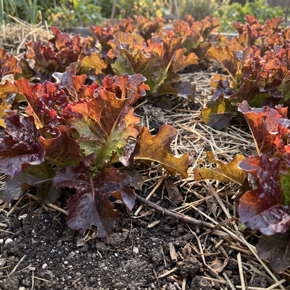 Pluksla red salad – biologische slazaden (doorplukker)