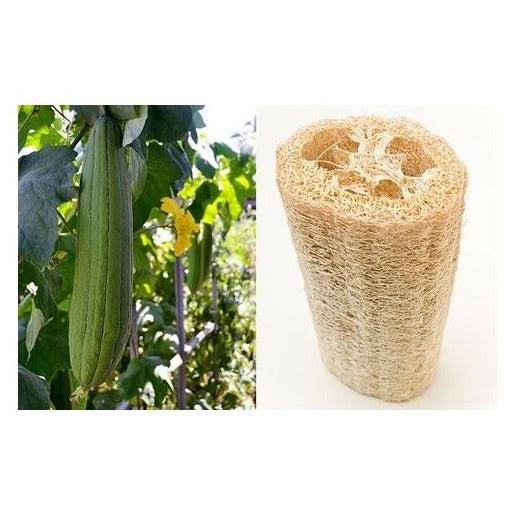 Pompoenspons Luffa zaden biologisch - Feggies