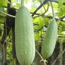 Pompoenspons Luffa zaden biologisch - Feggies