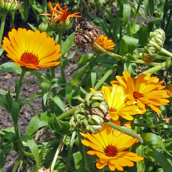 Ringelblume Marigold Samen Bio (Calendula)