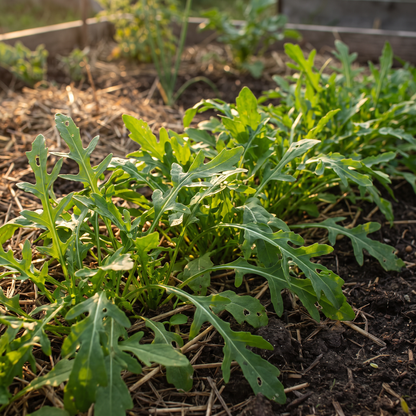Rucola – biologische groentezaden (pittig)