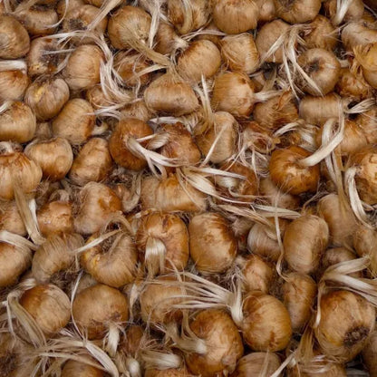 Biologische safraanbollen - per 5 stuks
