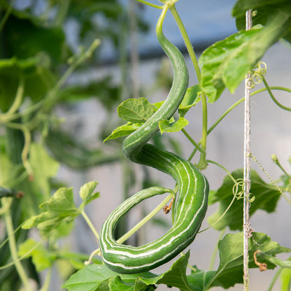 Biologische Slangenpompoen