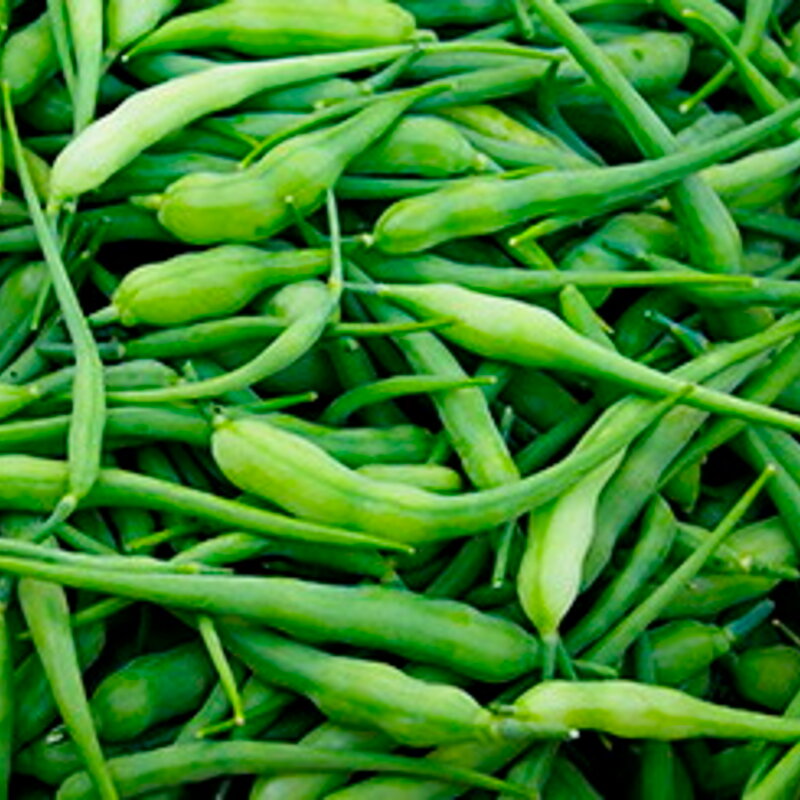 Schlangenrettich (Raphanus sativus) – Bio-Saatgut