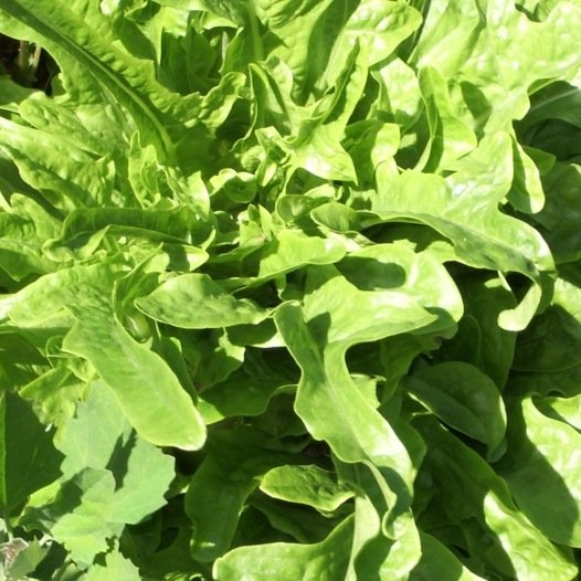 Salat-Radichetta-Samen Bio